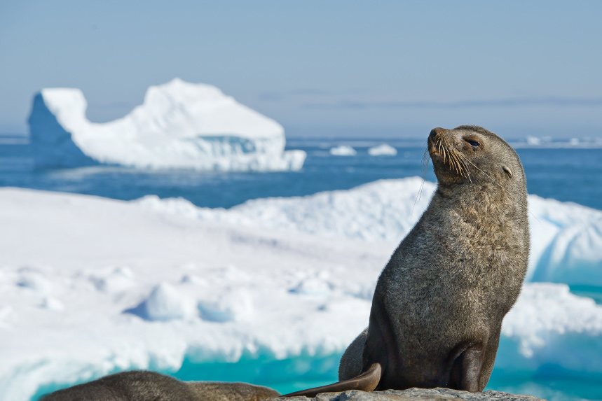 Elephant Island, Antarctica